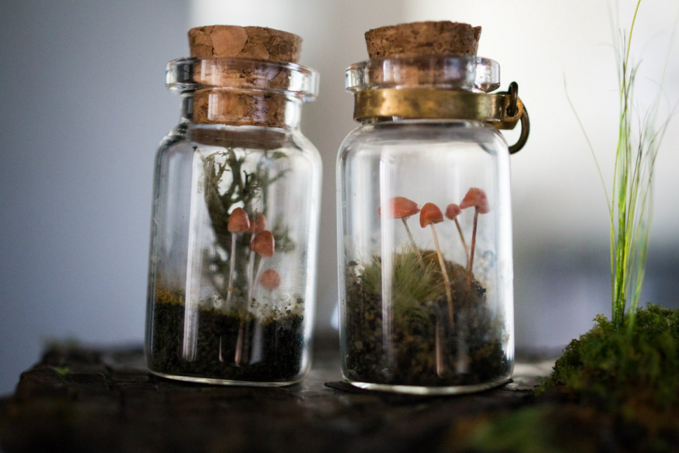 Микро грибные флорариумы