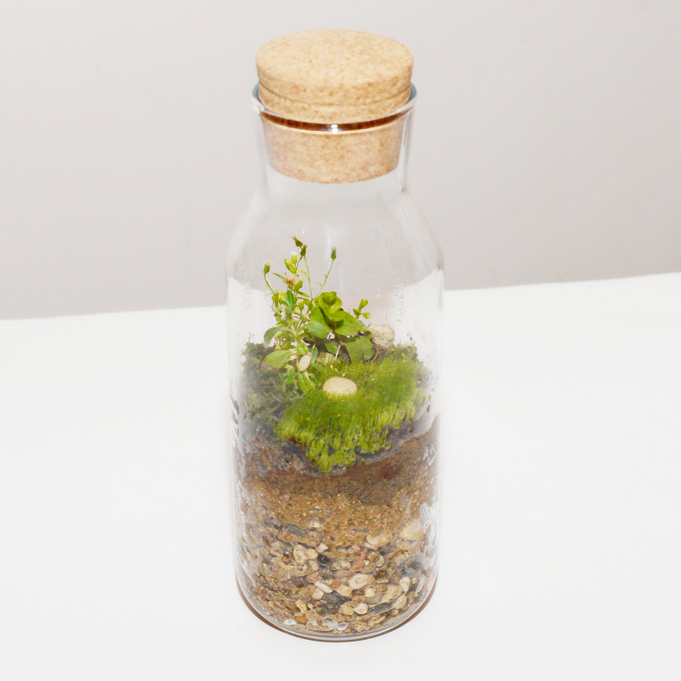 Флорариум Дэвида Латимера