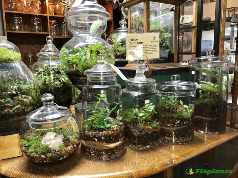 Растения для сада в бутылке