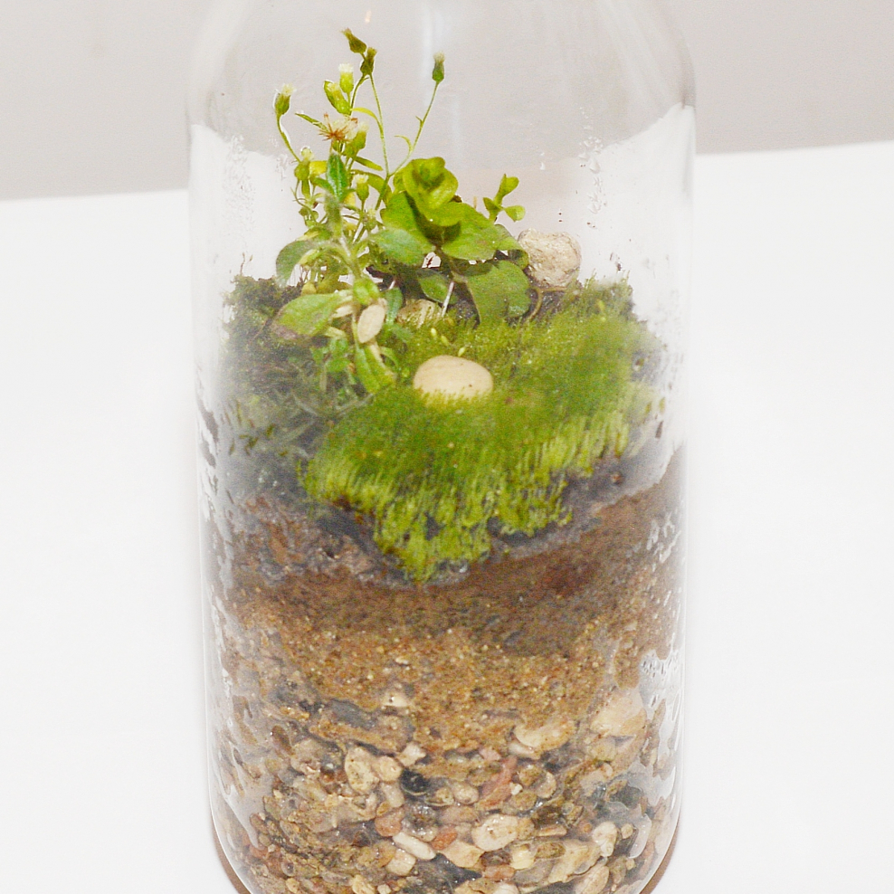 Вечный флорариум замкнутая экосистема