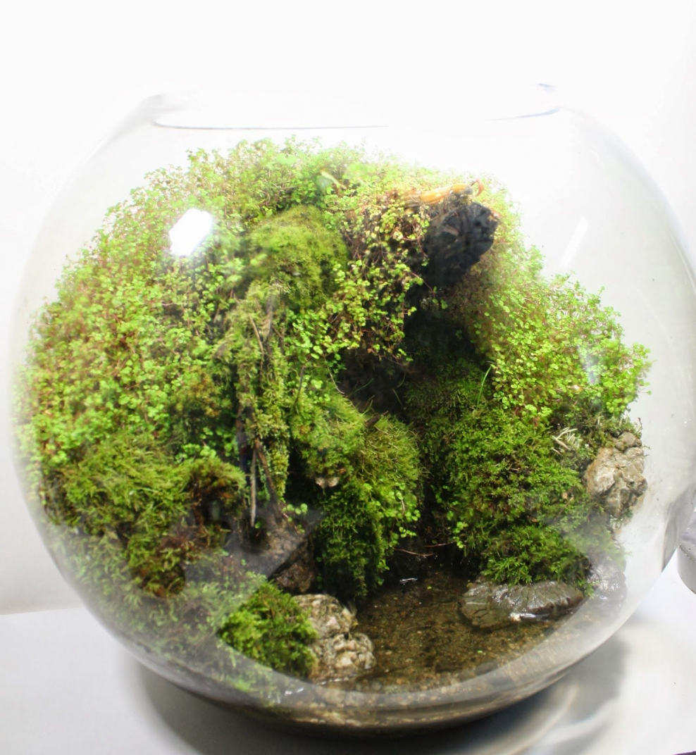 Terrarium Moss террариумный мох