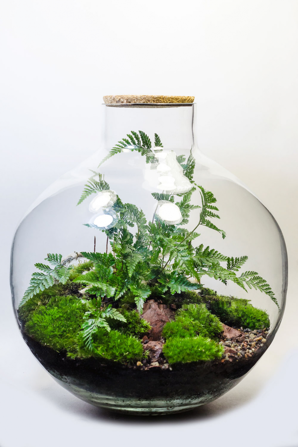 Селагинелла Мартенса. Флорариум