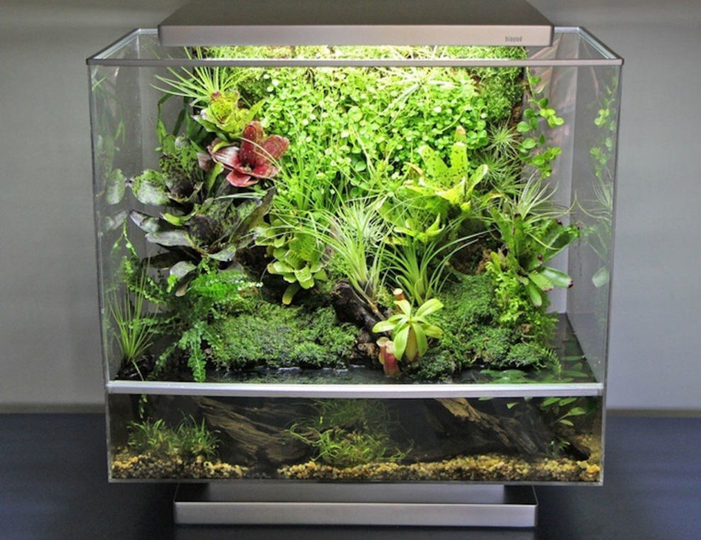 Аквариум палюдариум растения