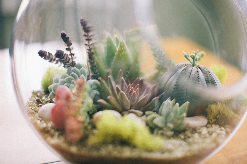 Флорариум Лазурная бухта