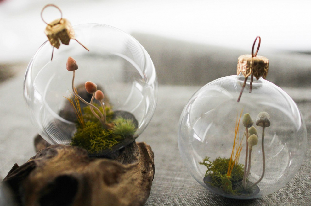 Флорариум микромир