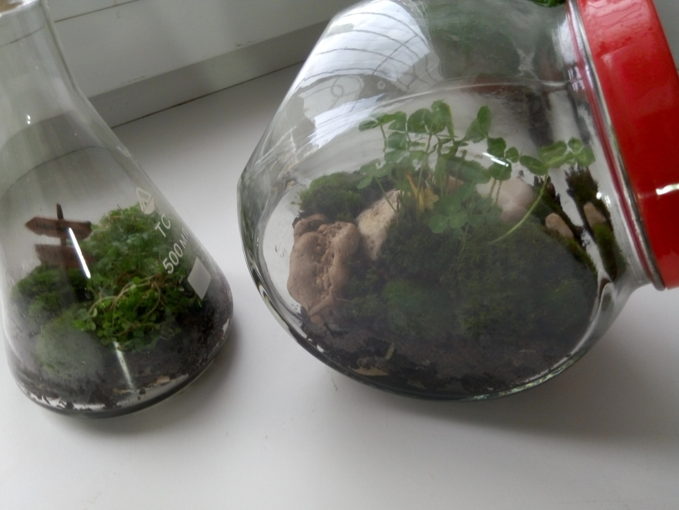 Замкнутая экосистема в банке