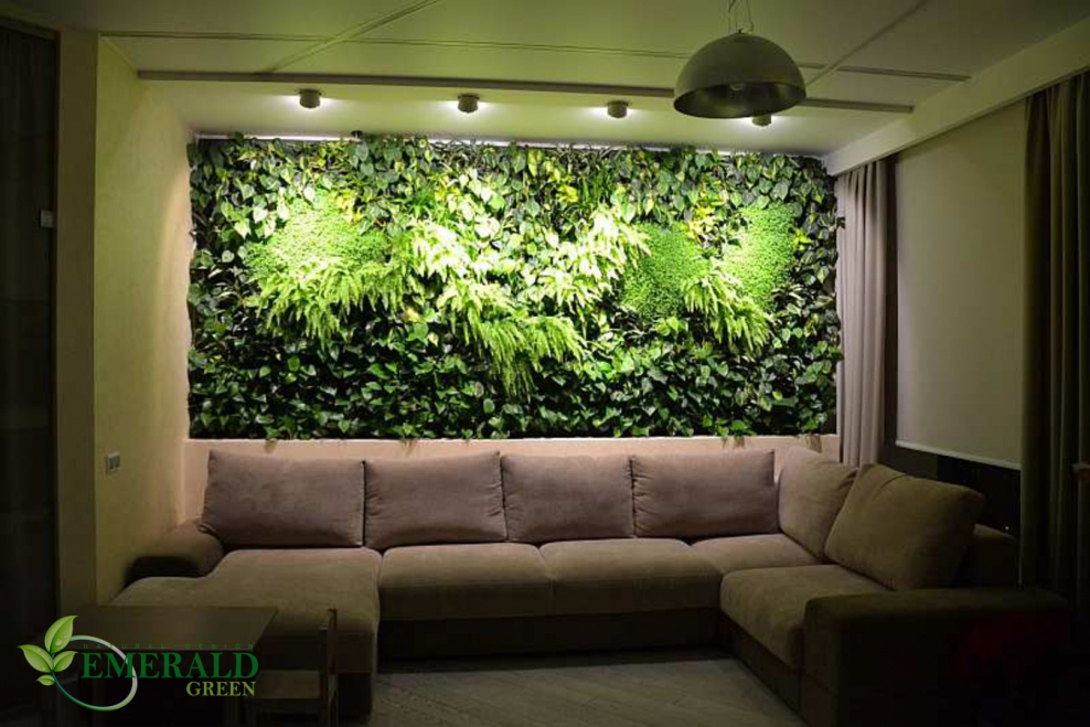 Фитостена стабилизированные растения