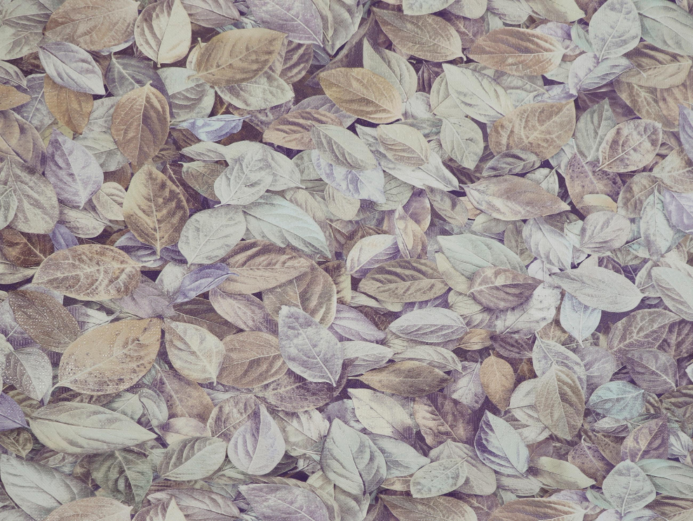 Шелест Elysium