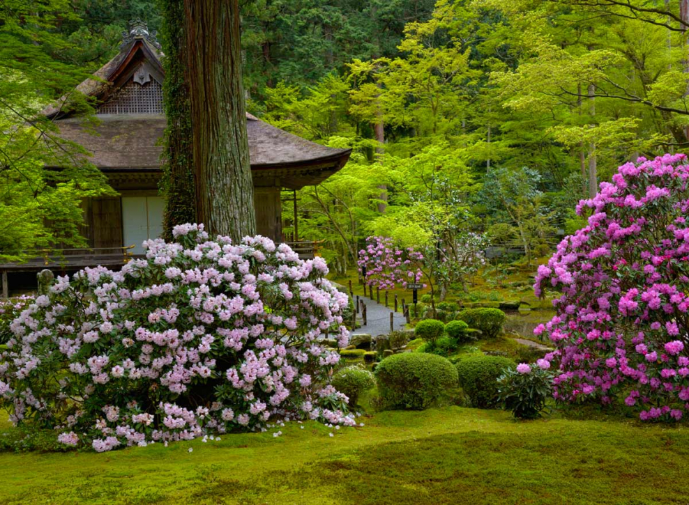 Сад пионов Япония Киото