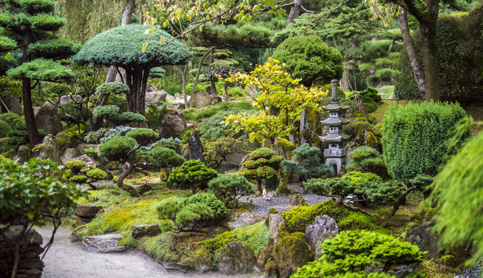 Холм сосна ниваки японский сад