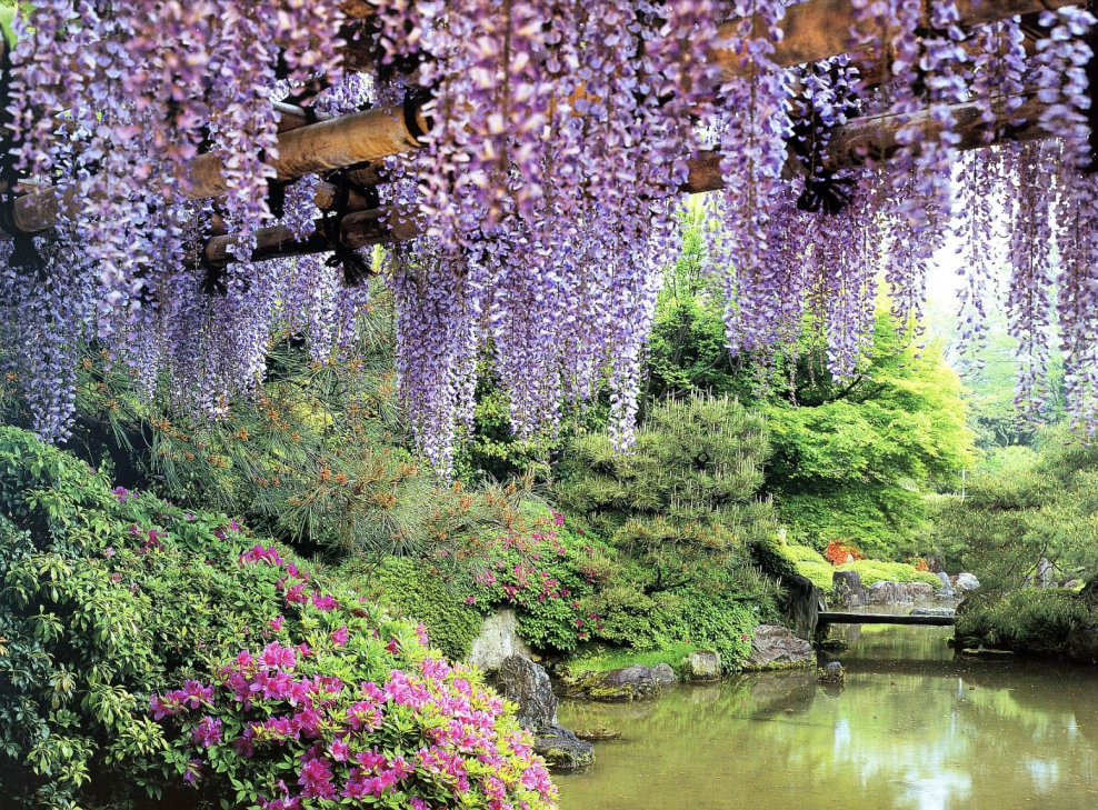 Сад Кавати Фудзи