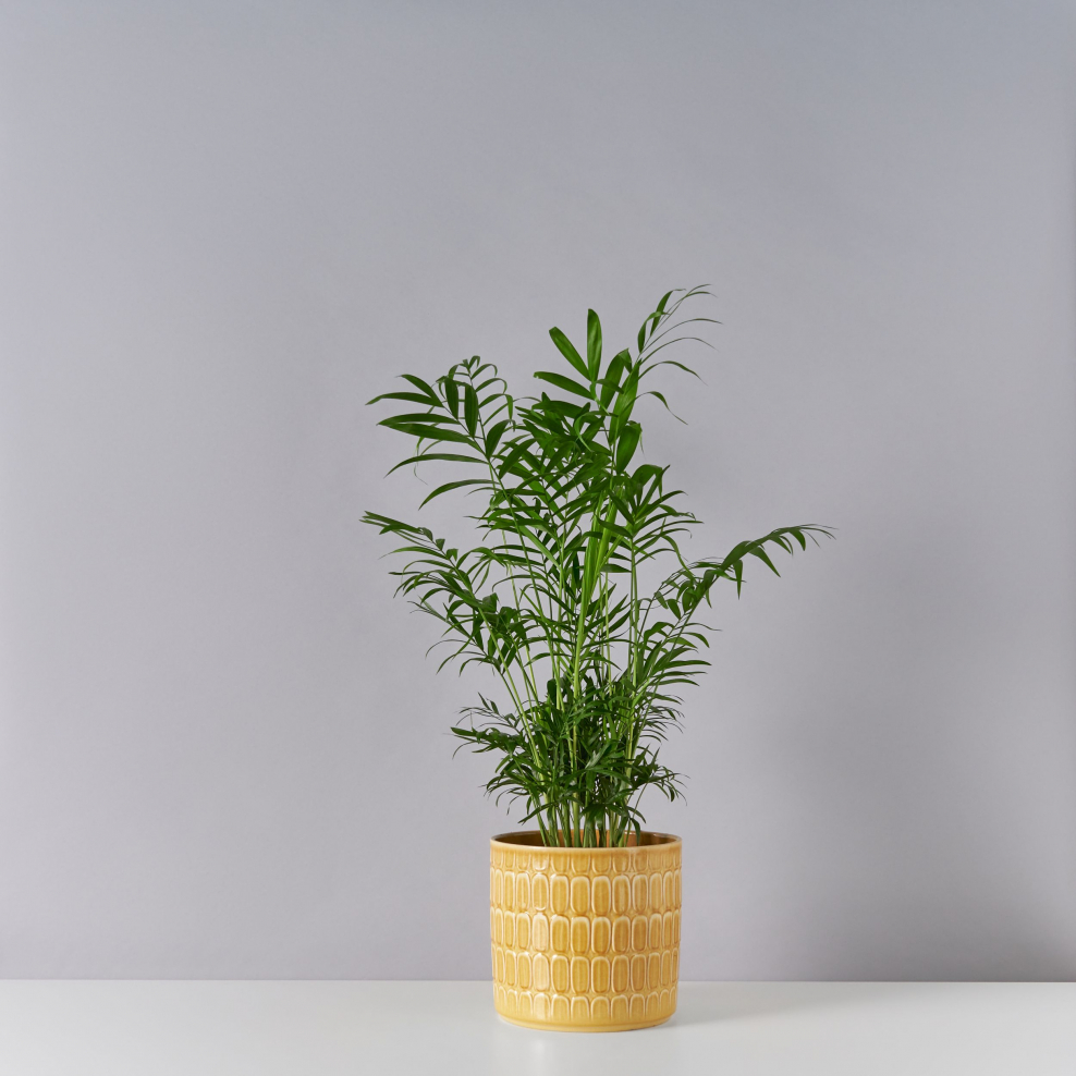 Ховея Хризалидокарпус