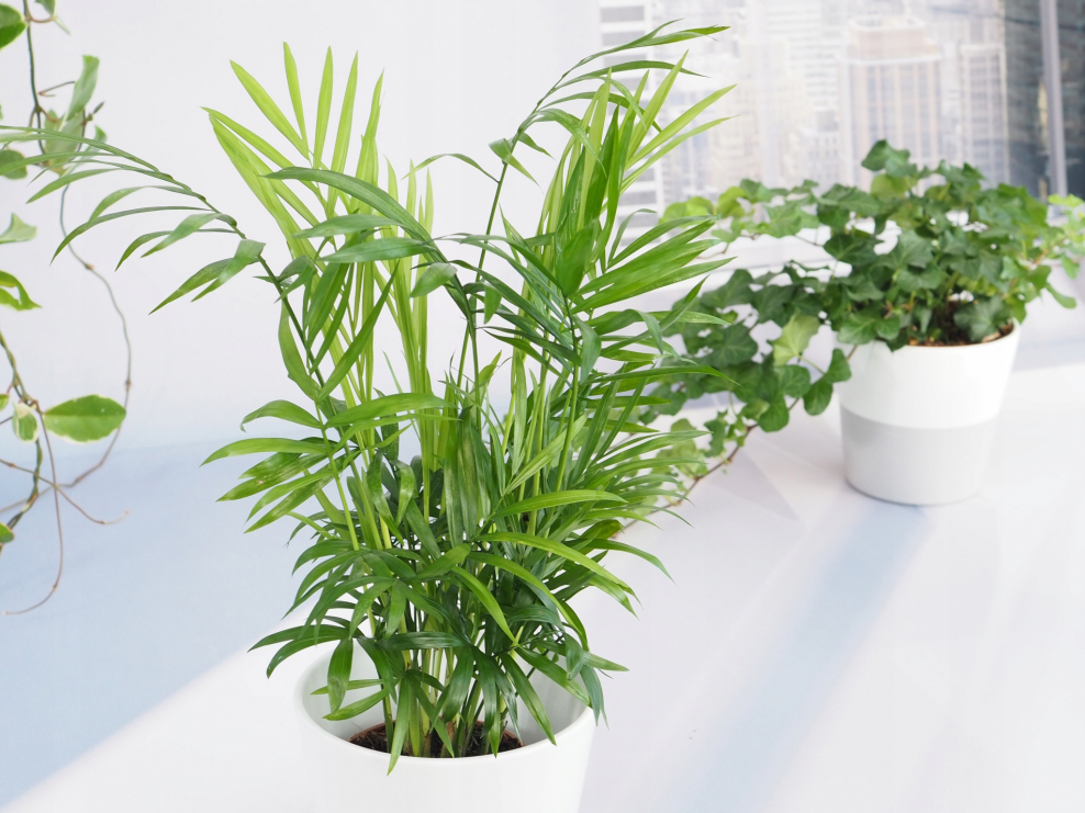 Хамедорея Неанта