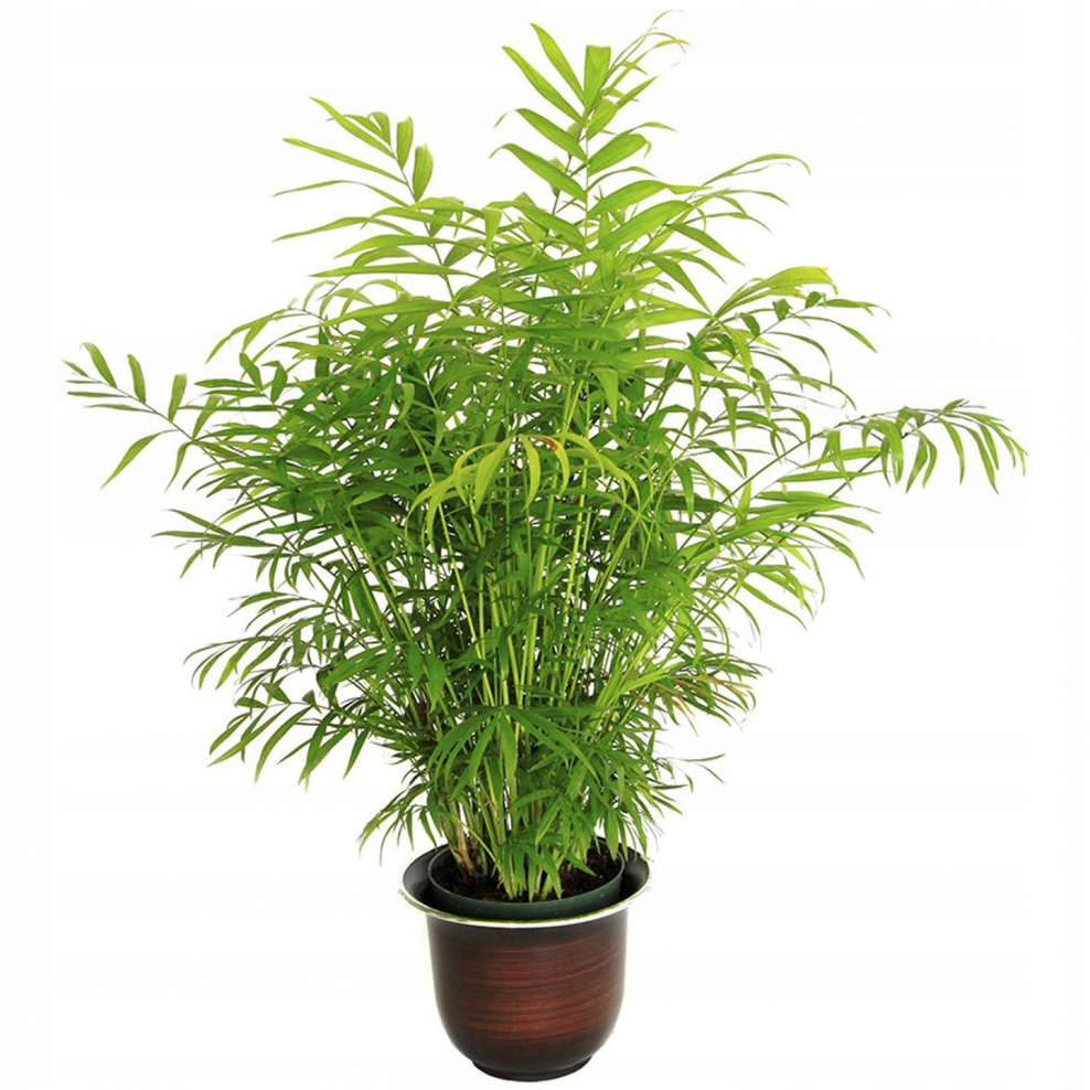 Пальма Арека Хризалидокарпус