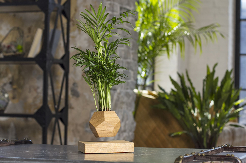 Пальма Арека хризалидокарпу