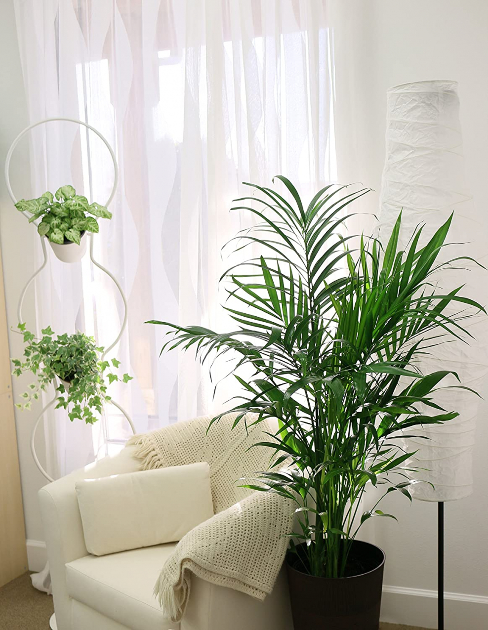 Хамедорея d9 h30