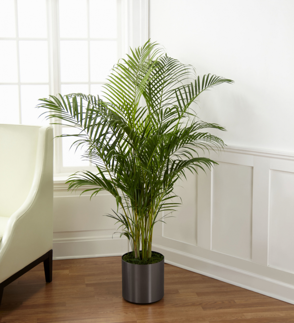 Ховея Форстера (Кентия)