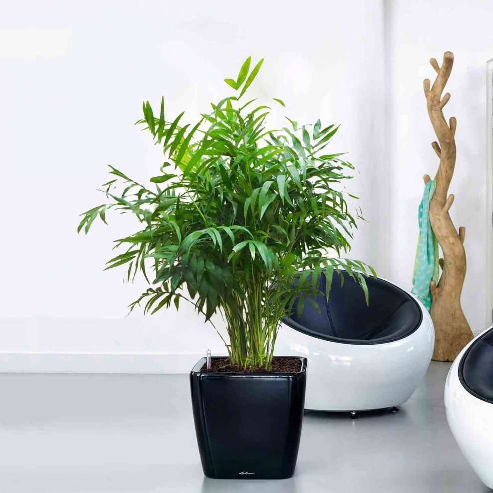 Драцена хамедорея