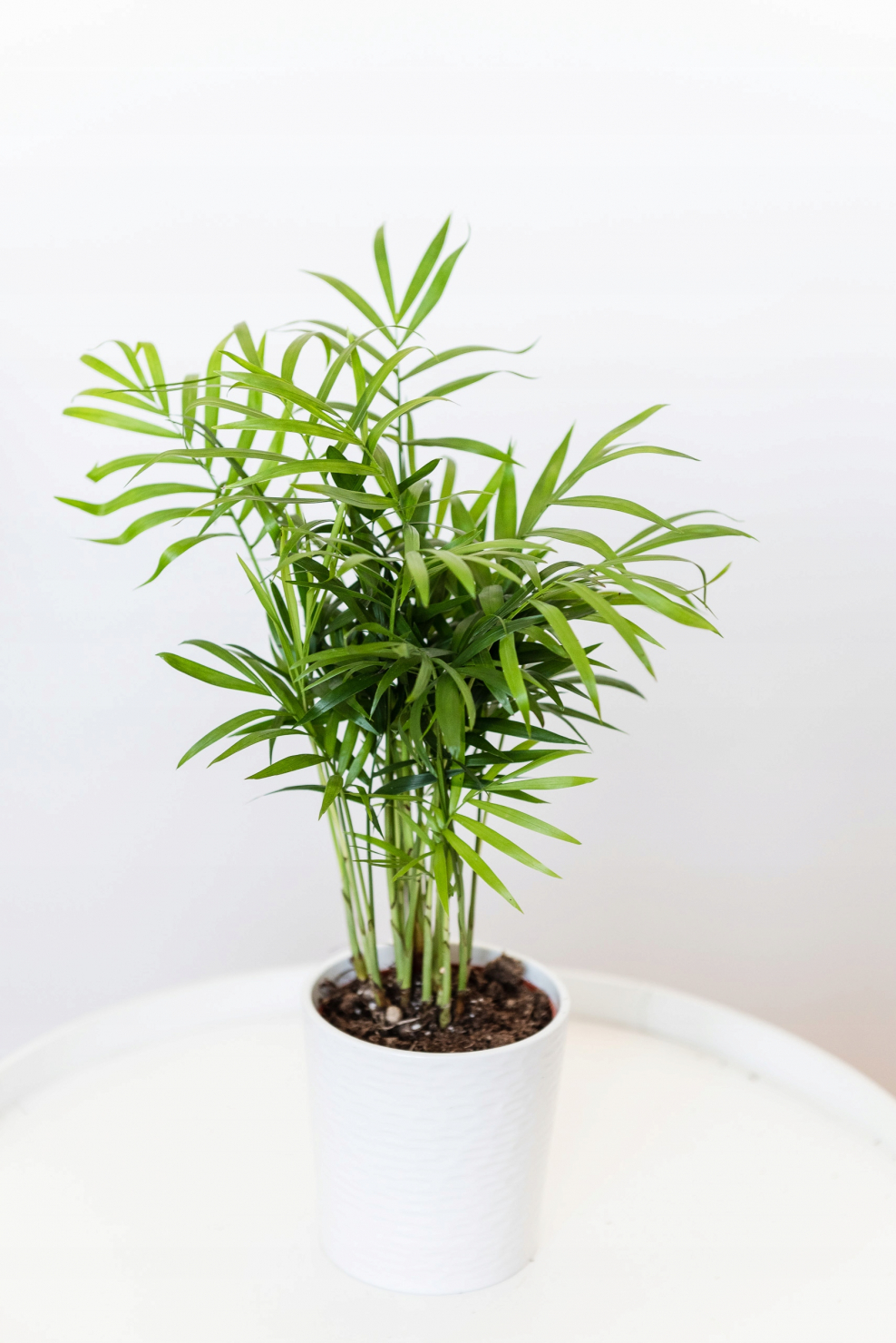 Юкка в интерьере