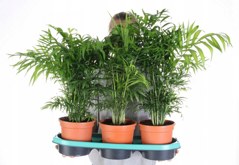 Хамедорея в интерьере