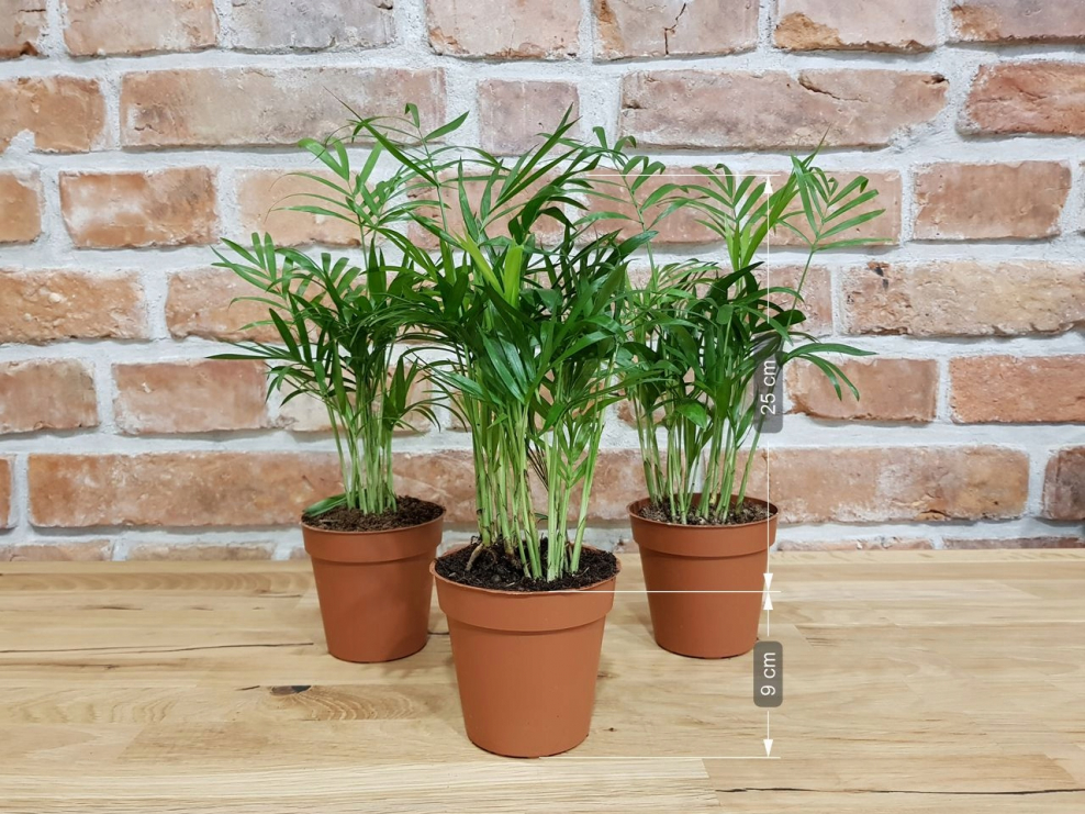 Арека Дипсис