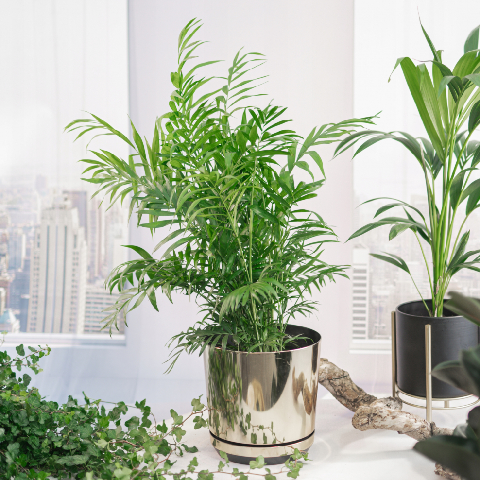 Хамедорея для фитостены