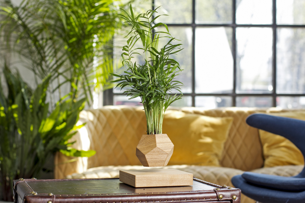 Пальма Арека Парадиз