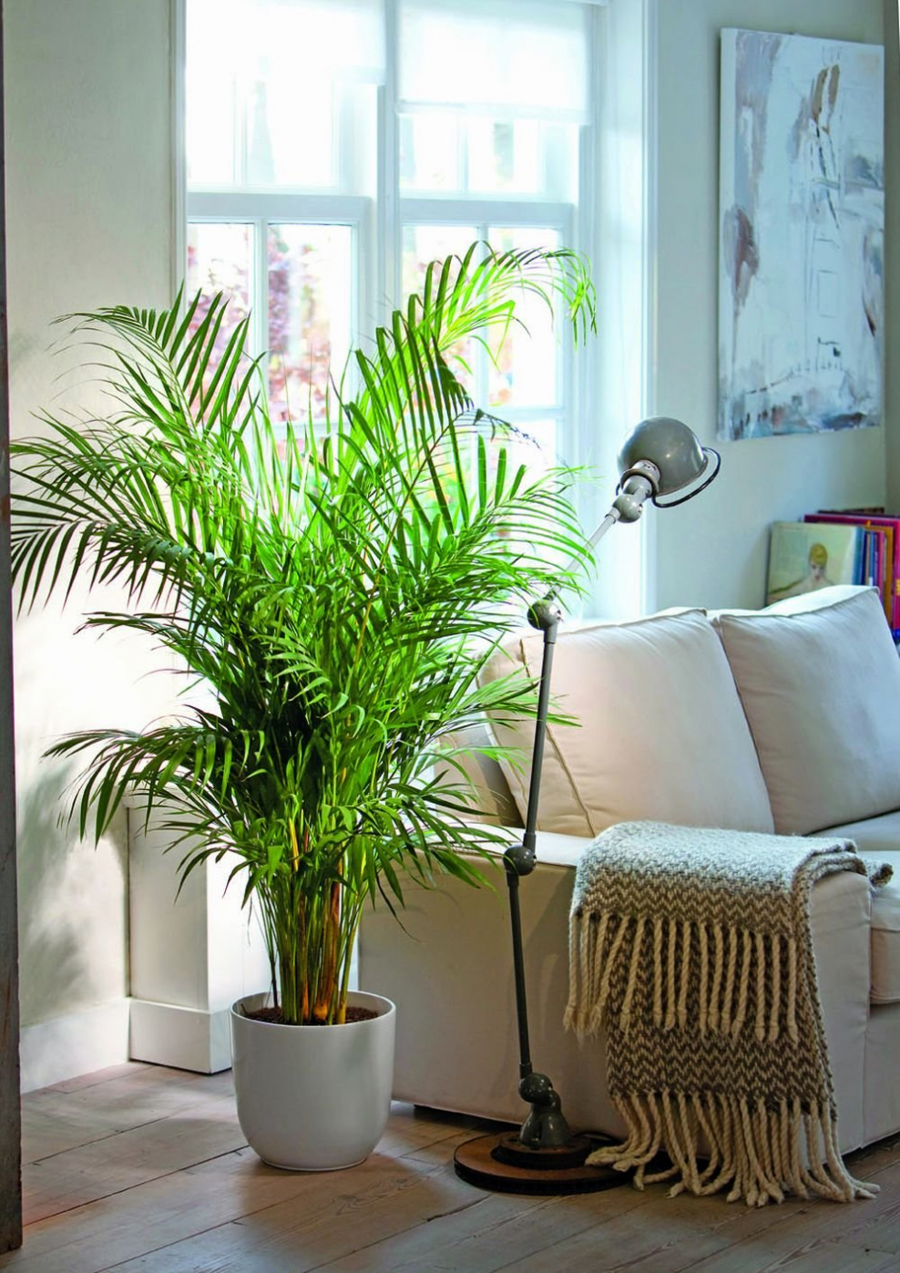 Пальма комнатная хамедорея