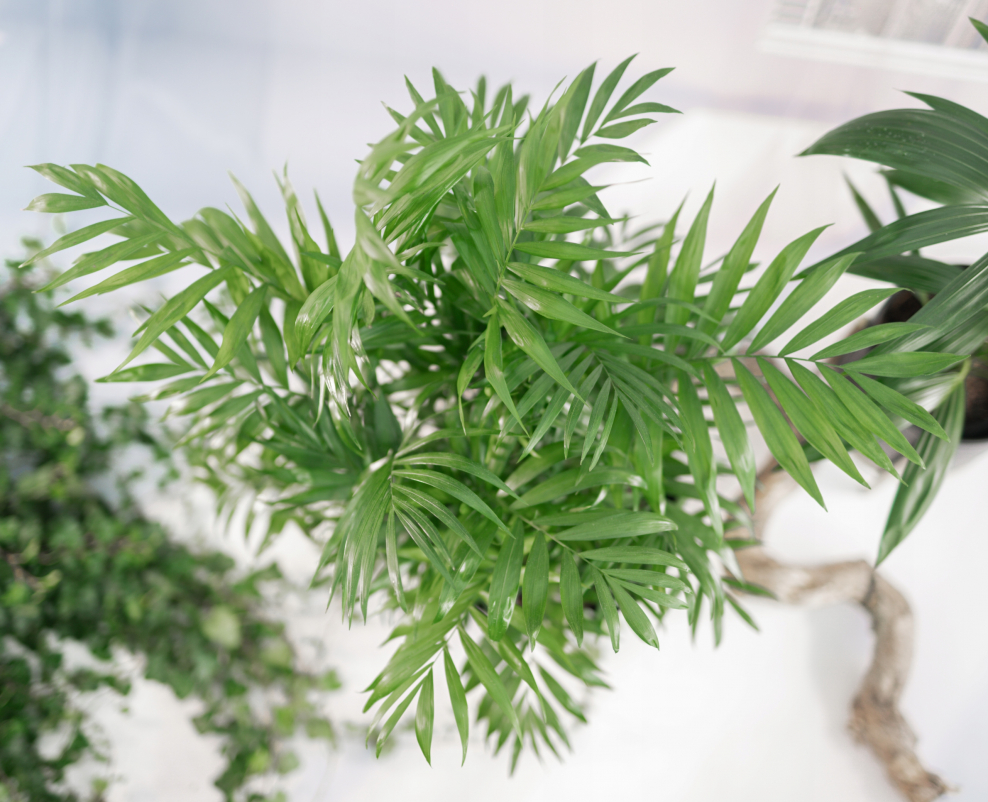 Хамедорея длинная