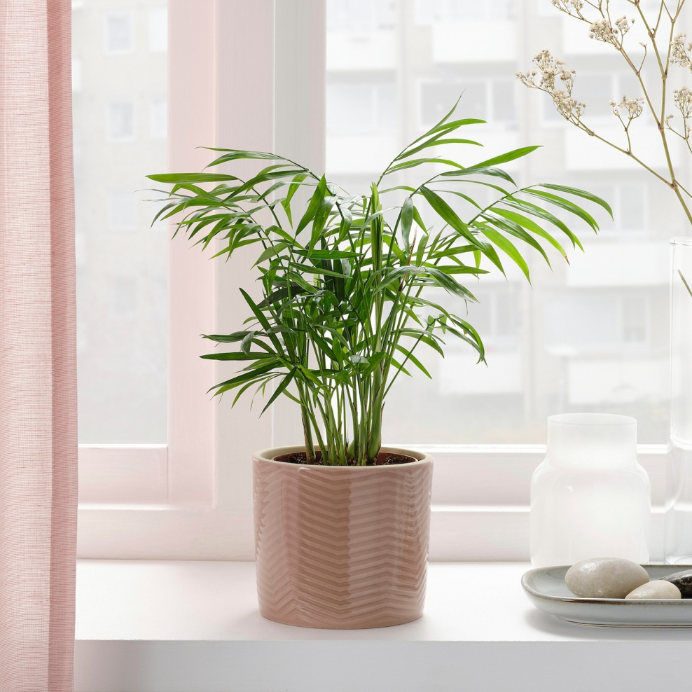 Пальма Ховея в кашпо Lechuza