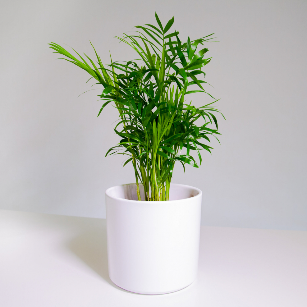 Пальма Арека