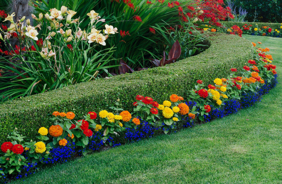 Рабатка из однолетников