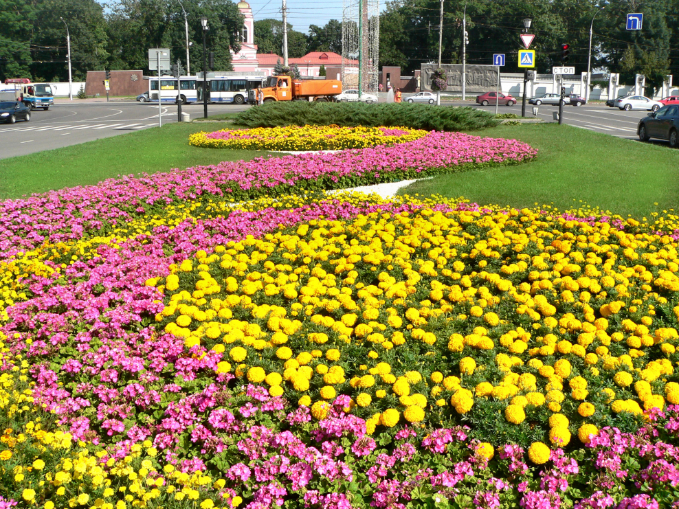 Городские клумбы