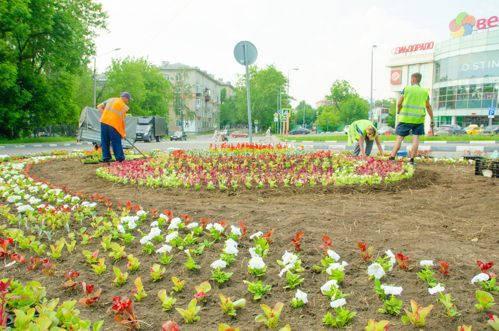 Городские клумбы