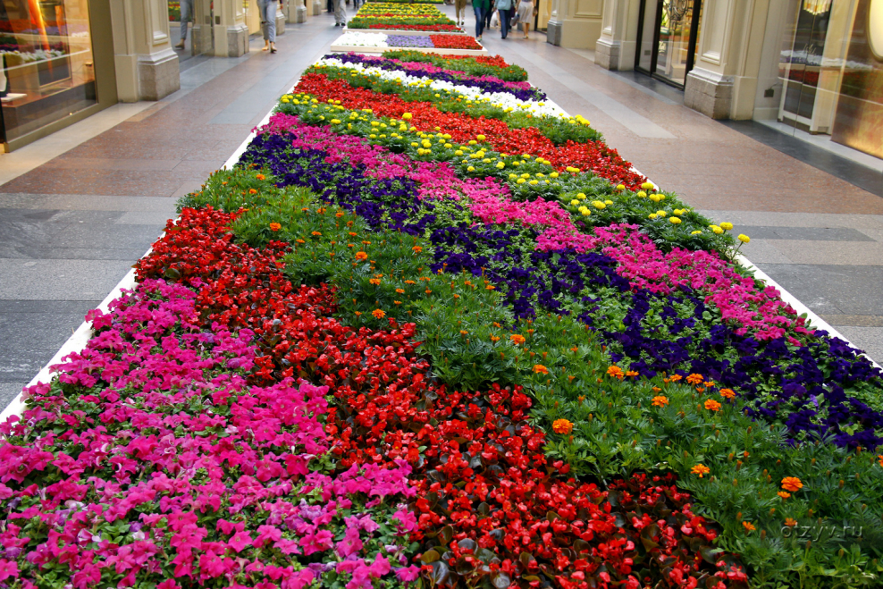 Фестиваль цветов в Нальчике