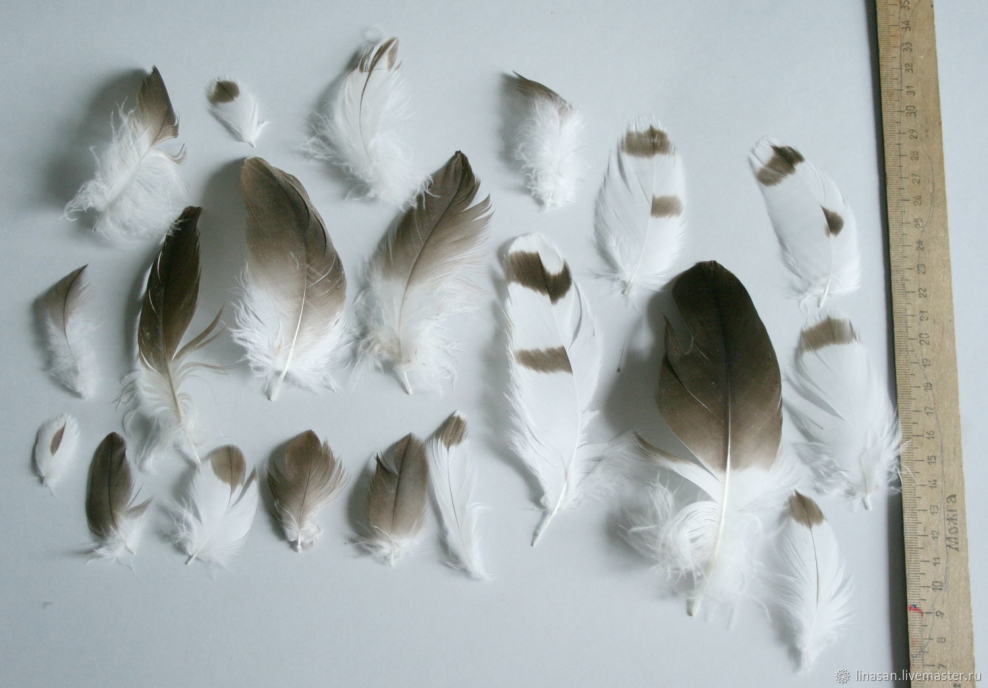 Обои с перьями в интерьере кухни