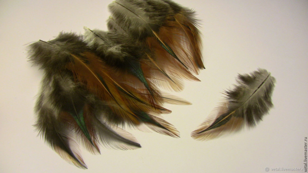 Перо птицы гуйя