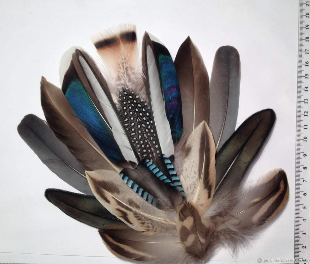 Перья хищных птиц