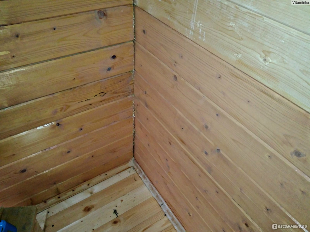 Сенеж папоротник