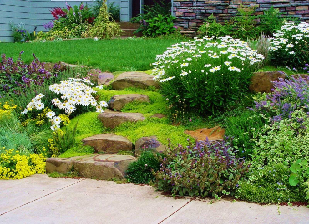 Мшанка почвопокровные многолетники