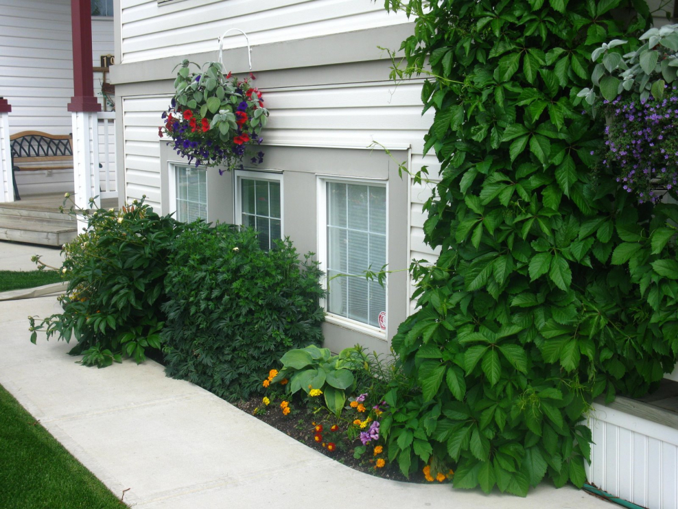 Цветник под окном на даче