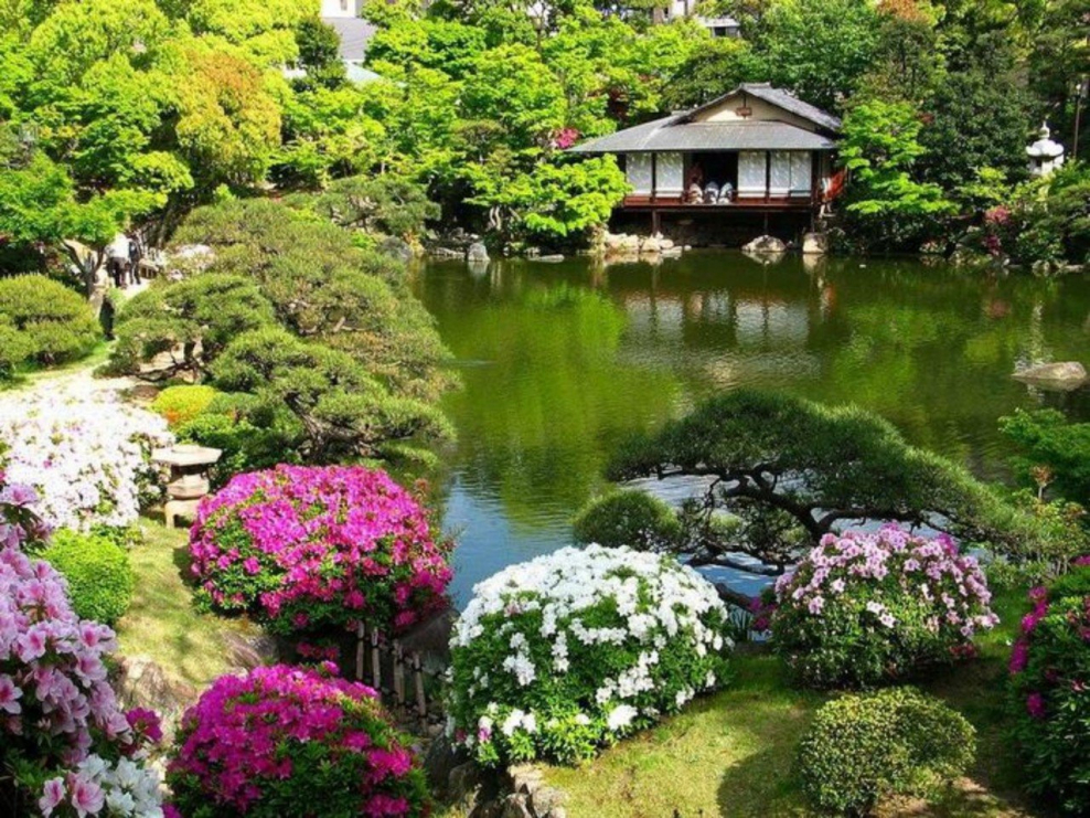 Японский ландшафтный Камелия