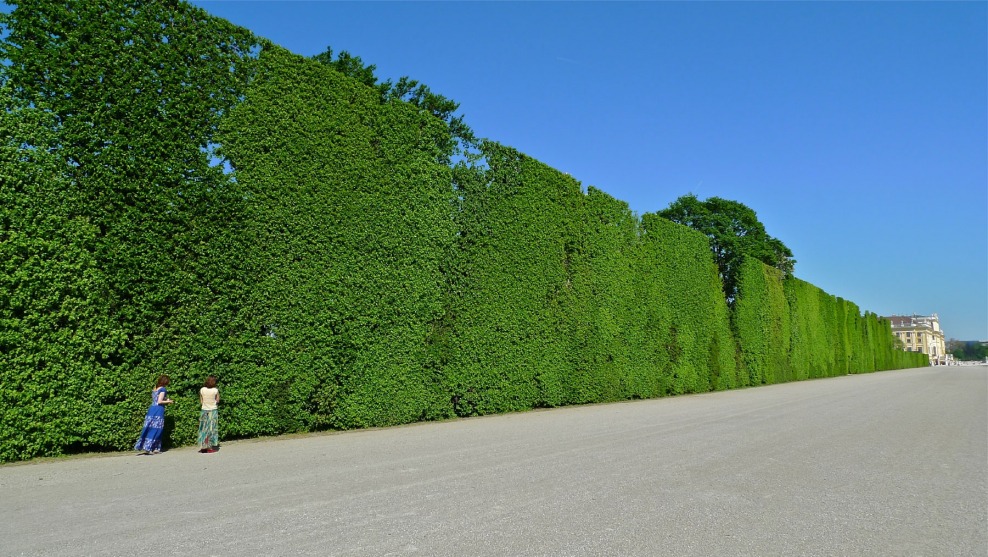 Green Street Живая изгородь