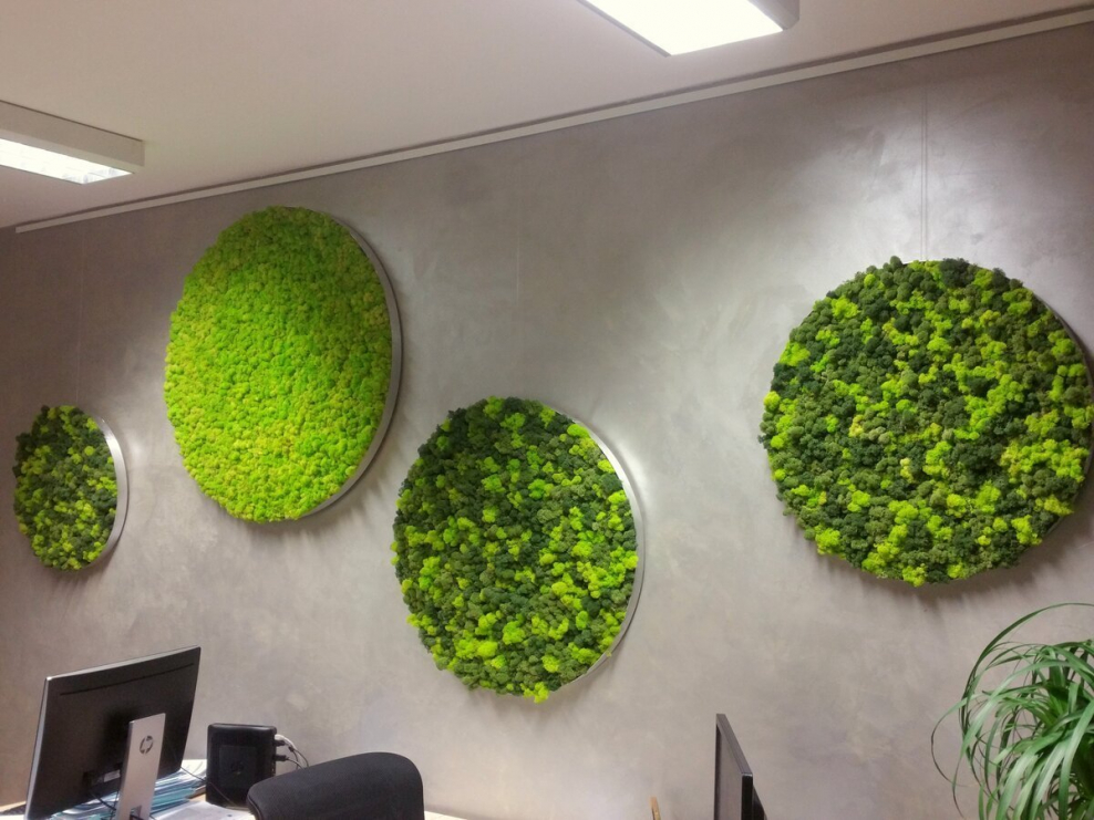 Мох ягель на стене