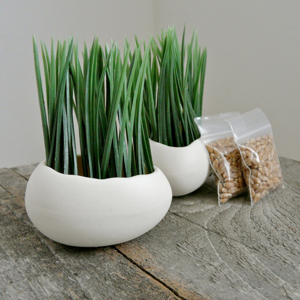 Комнатная трава для декора