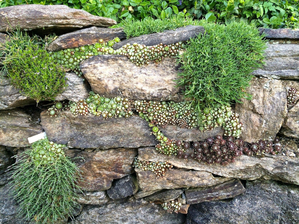 Рокарий стена