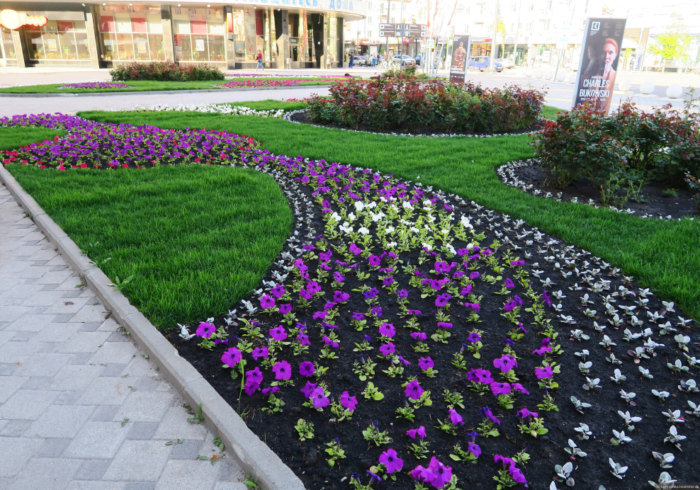 Клумбы из петунии