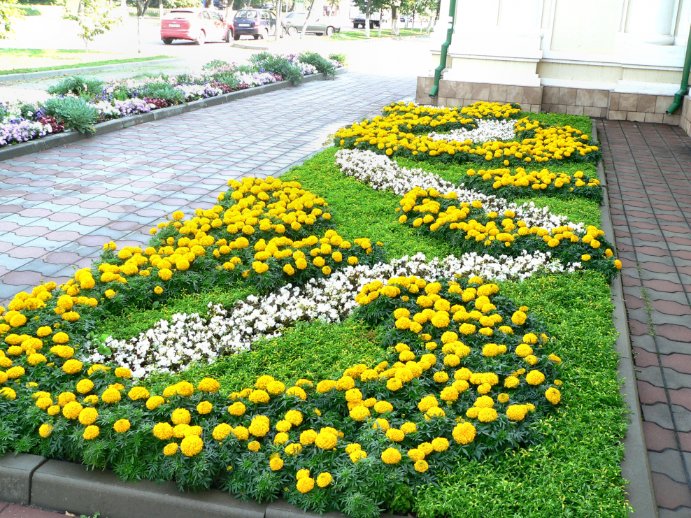 Рабатка из бархатцев и цинерарии