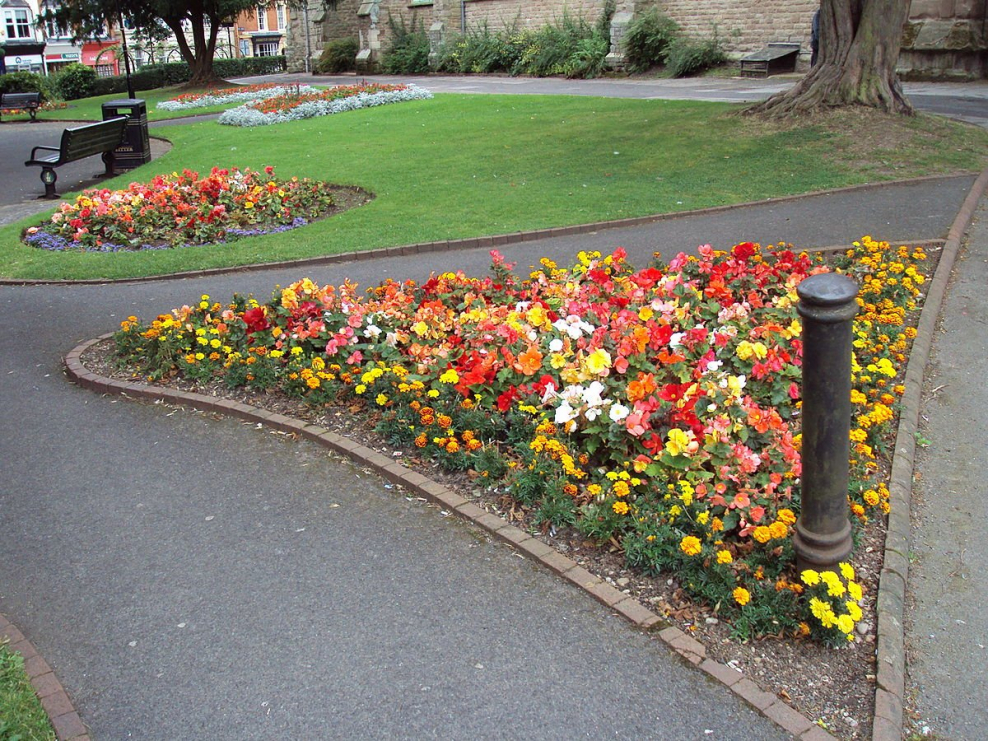 Цветники Тагетес цинерария бегония