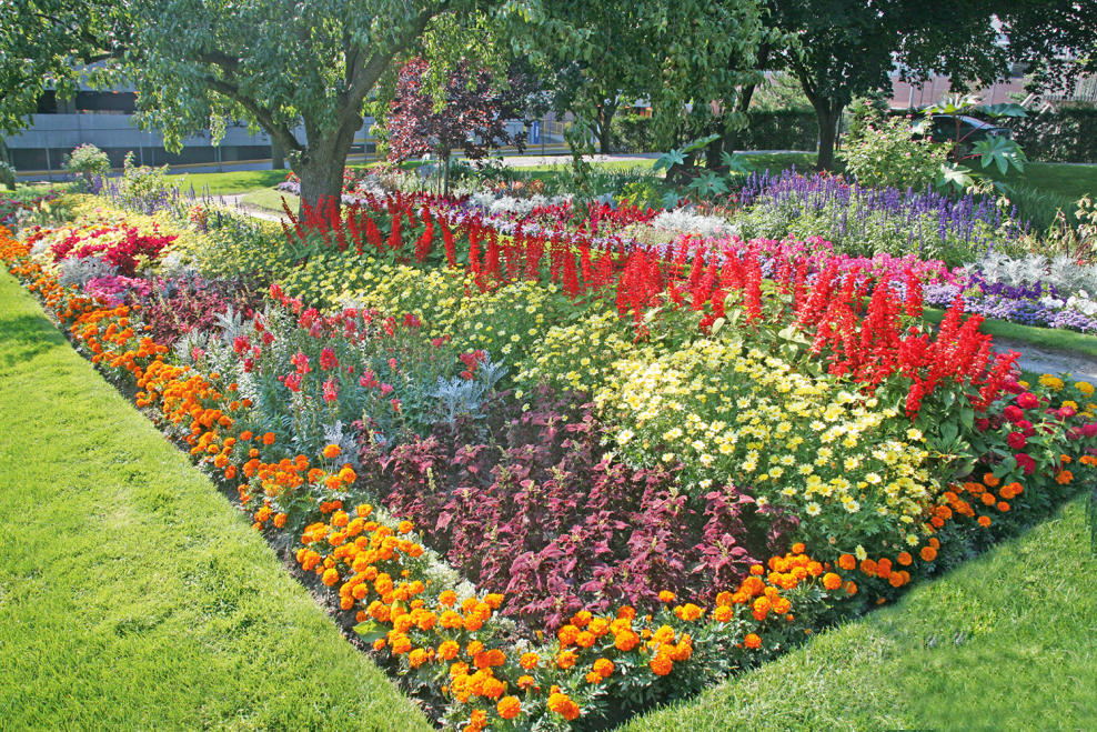 Клумба из многолетников и однолетников